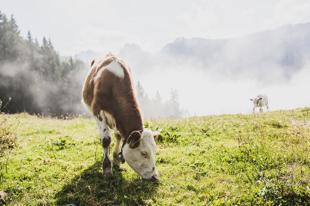 Eine Kuh grast auf einer Weide im Kufsteinerland