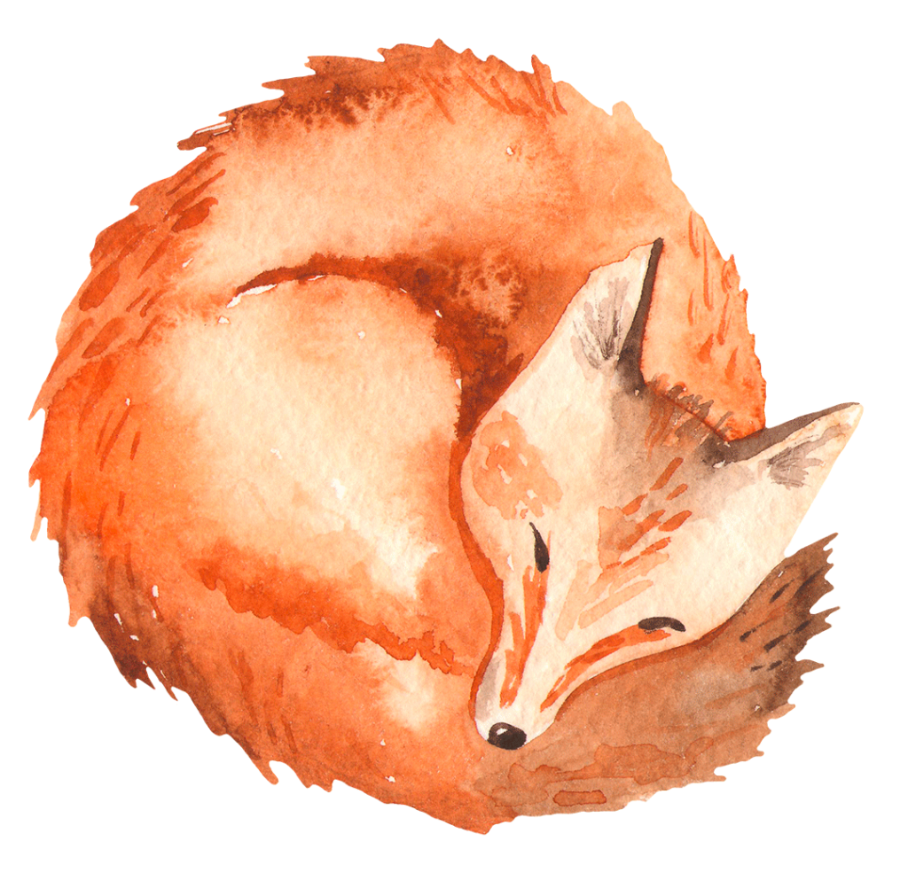 Aquarellzeichnung eines schlafenden Fuchses
