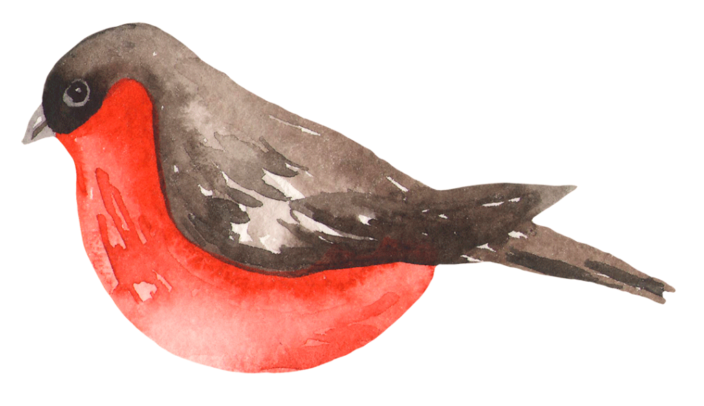 Aquarellzeichnung eines Rotkehlchens